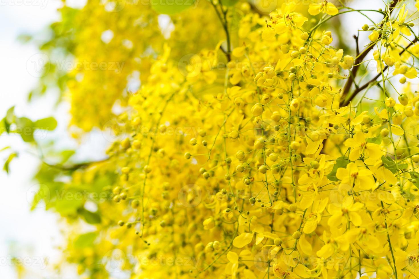 albero della pioggia dorata, sfondo di fiori gialli foto