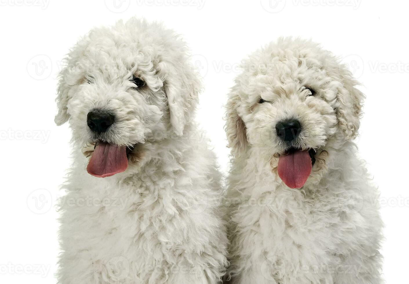 Due cucciolo komondors portait nel bianca studio foto