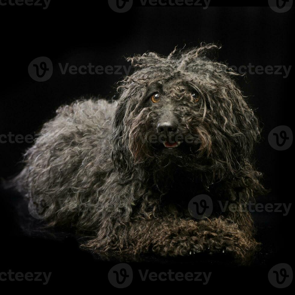 studio tiro di un adorabile puli foto