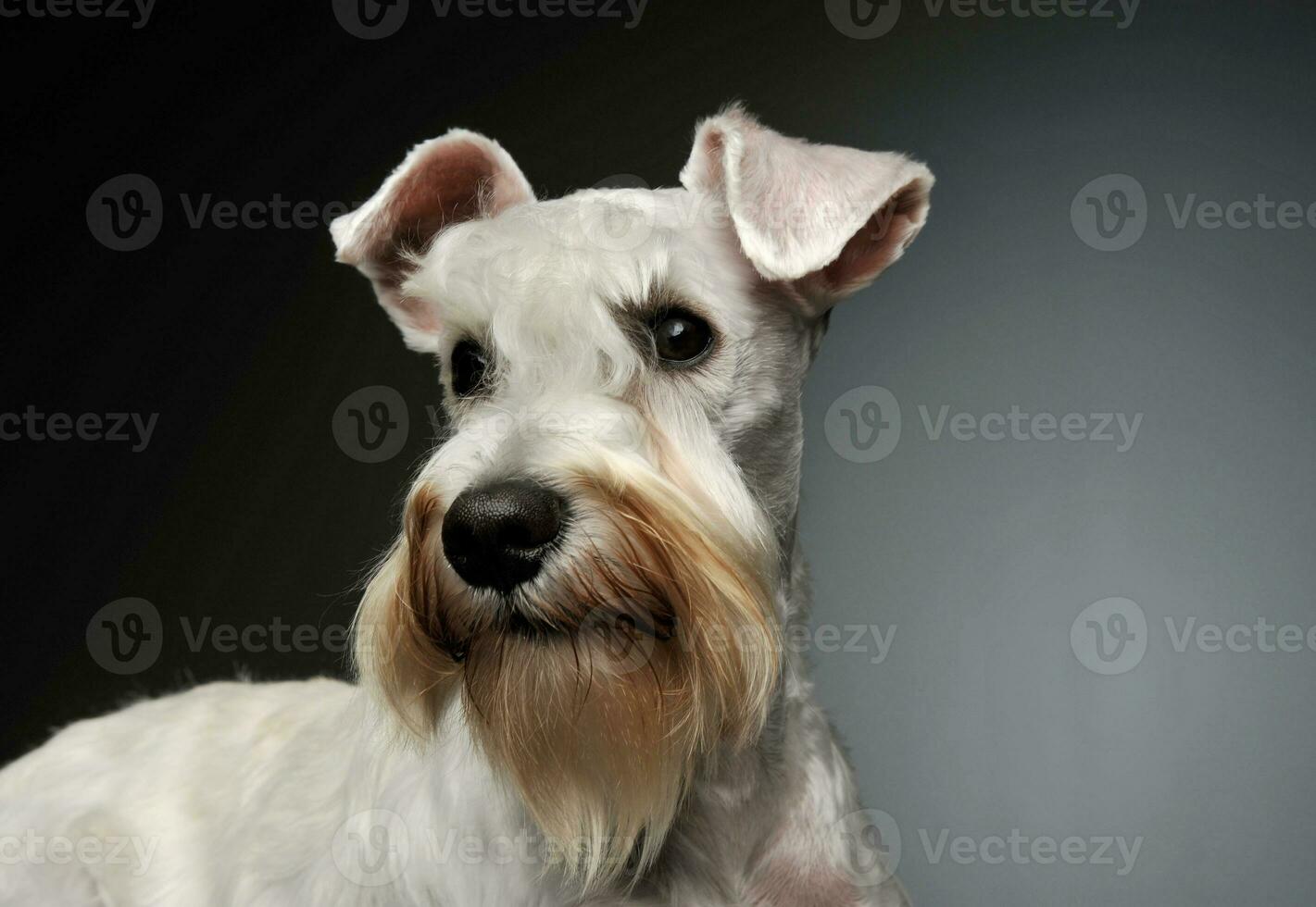 ritratto di un adorabile schnauzer foto