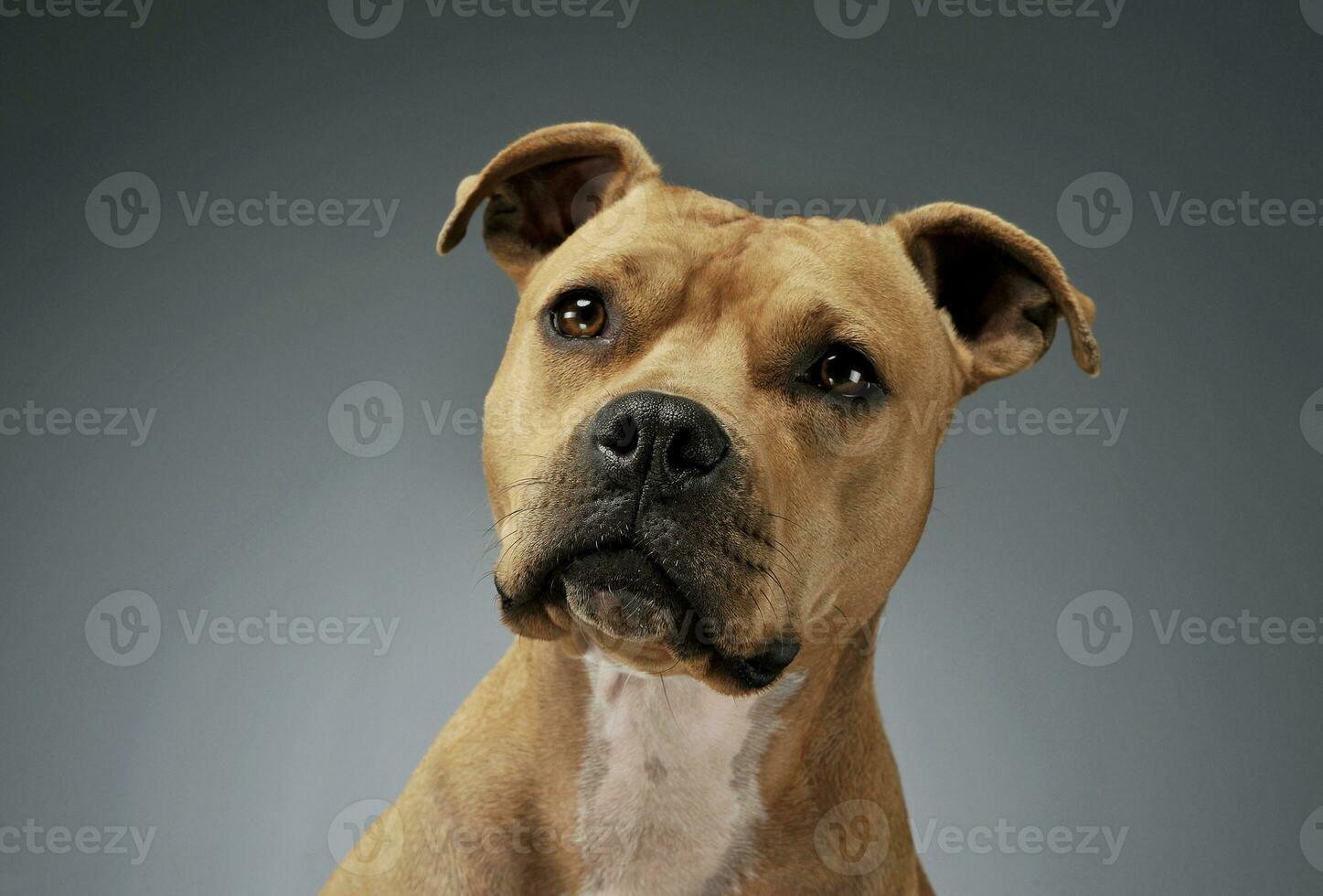 ritratto di un adorabile americano staffordshire terrier guardare curiosamente a il telecamera foto