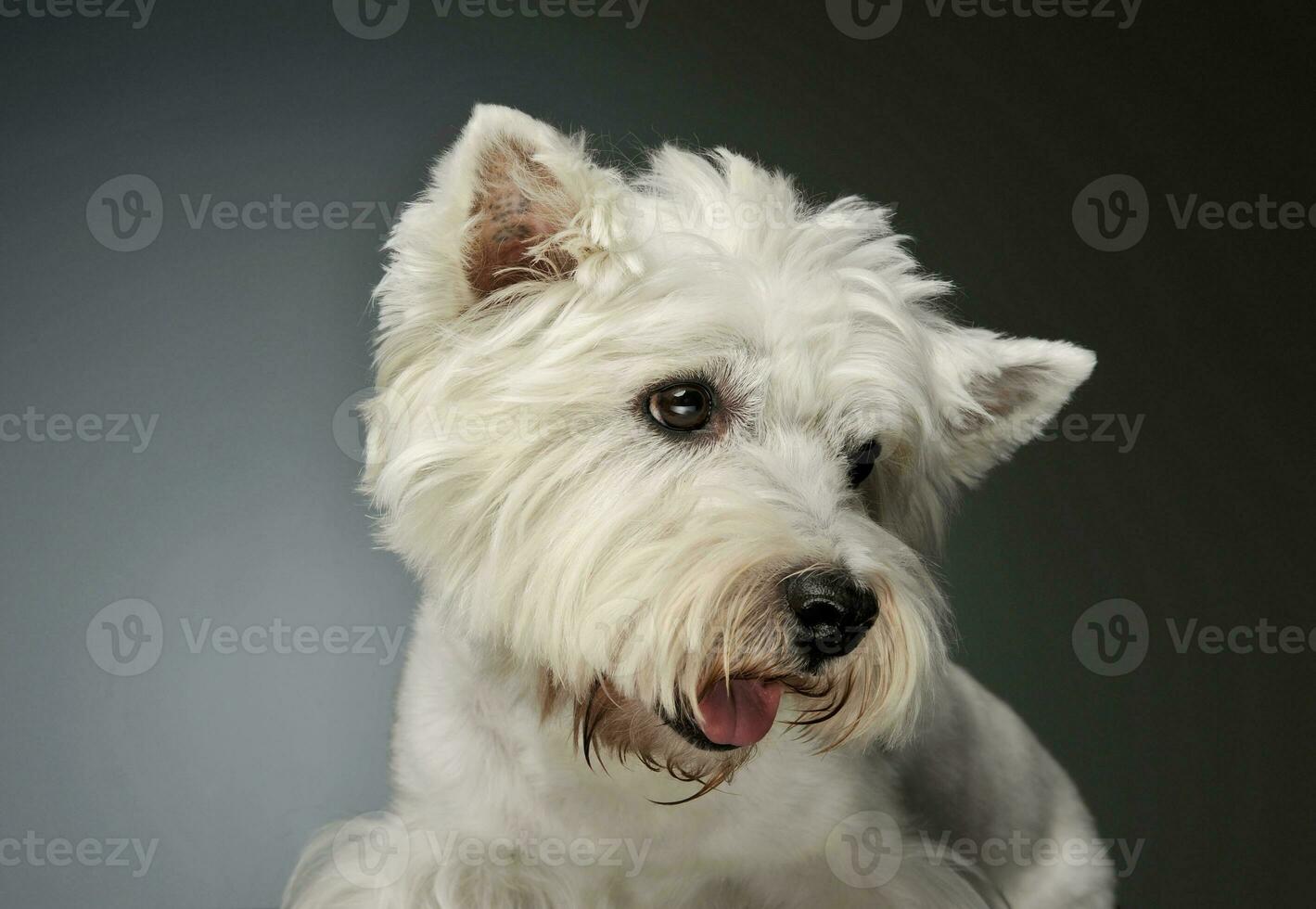 ritratto di un' ovest montanaro bianca terrier westie foto