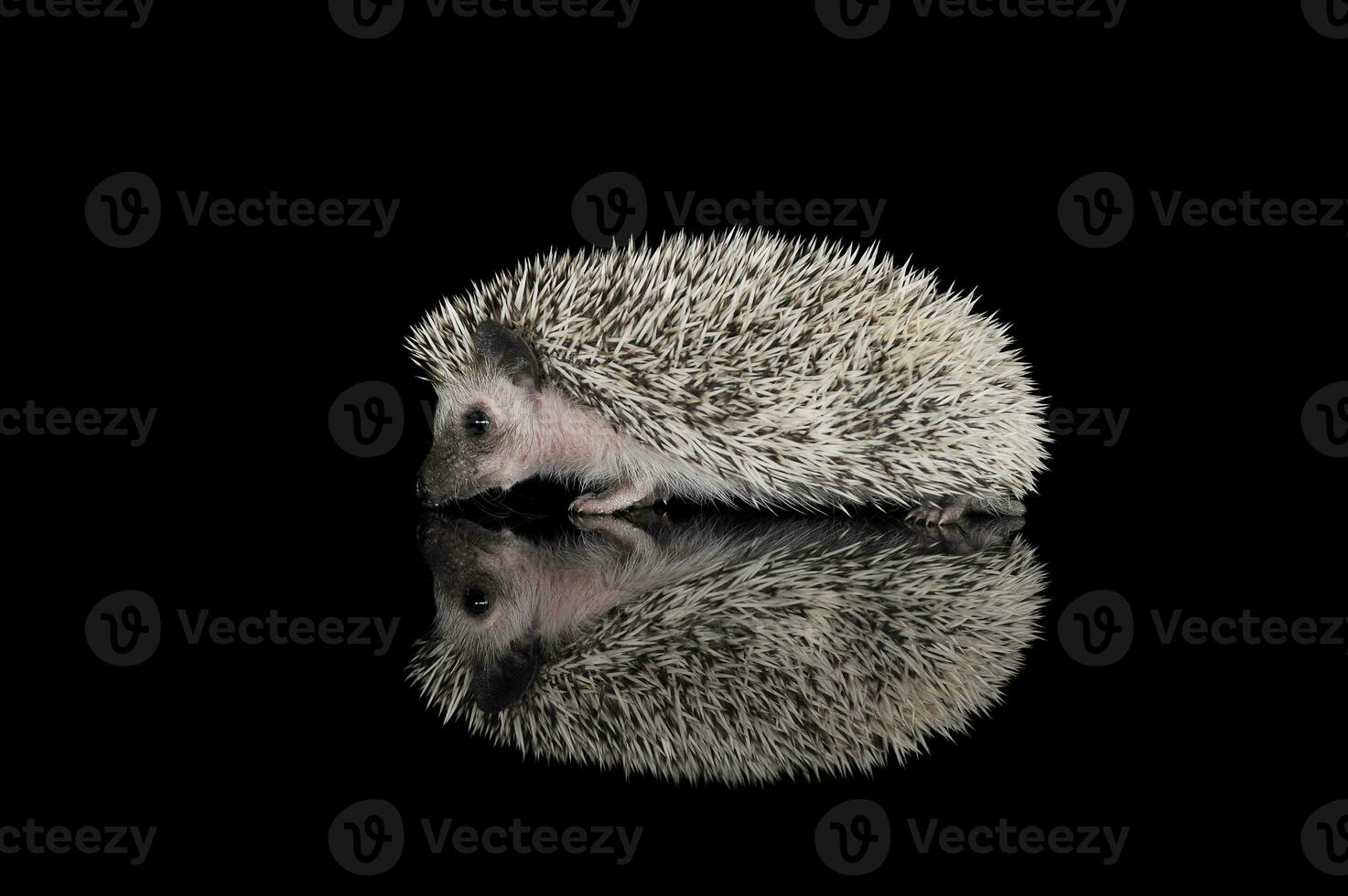 studio tiro di un adorabile africano bianca- panciuto riccio a piedi su nero sfondo foto