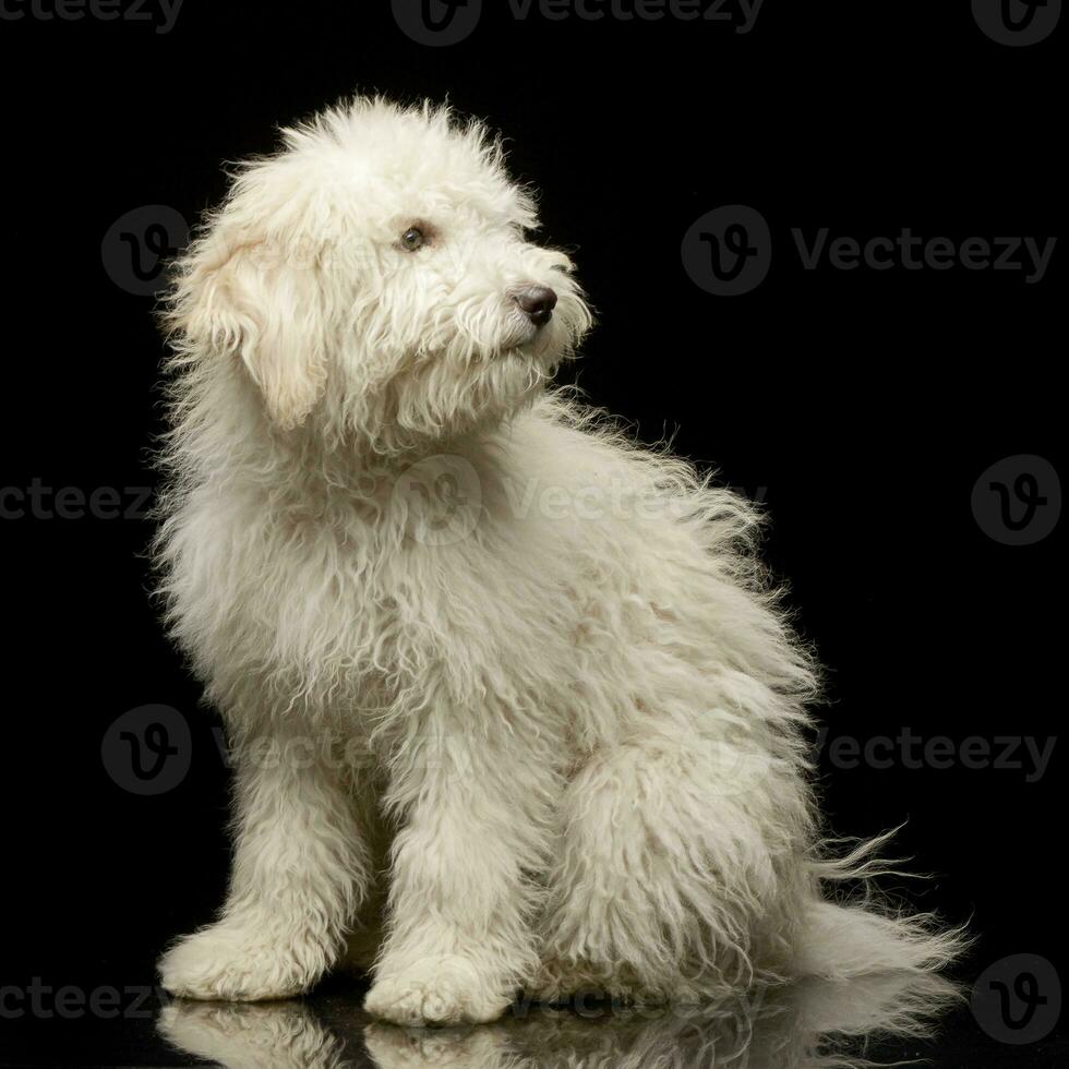 studio tiro di un' carino tibetano terrier cucciolo foto