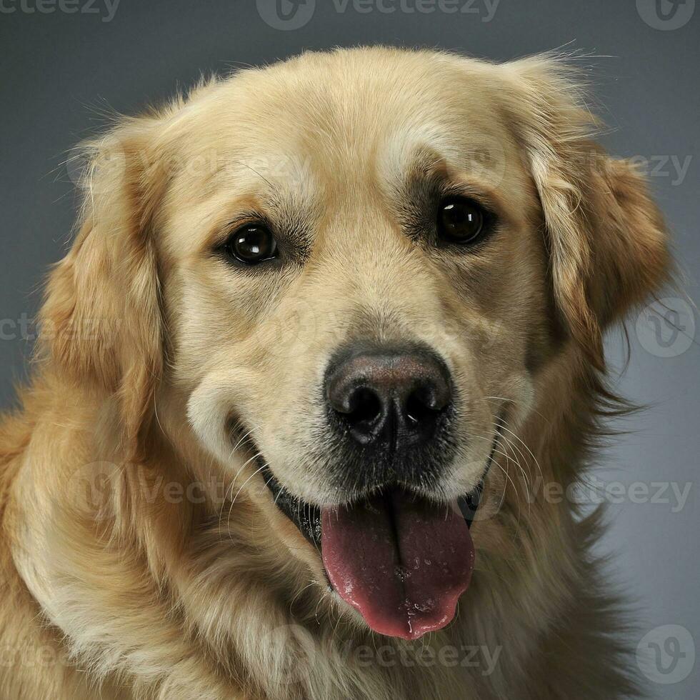 d'oro cane da riporto ritratto con grigio sfondo foto