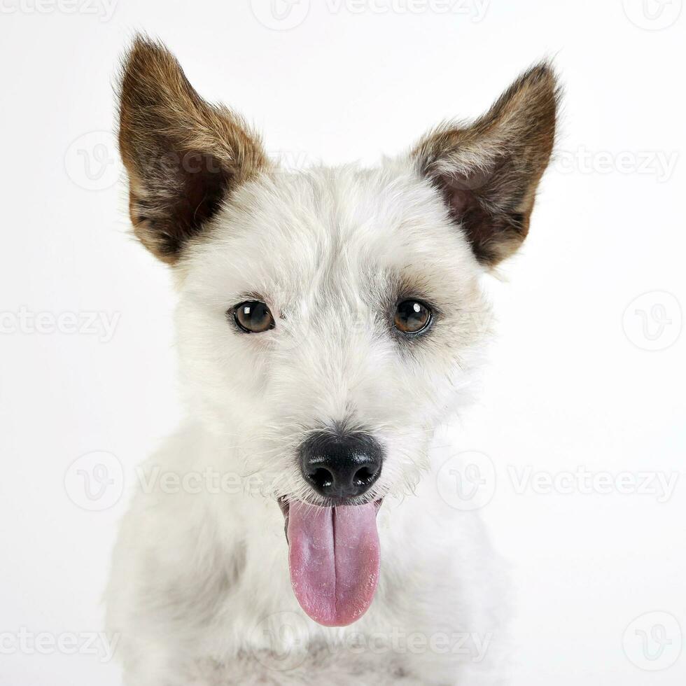 Jack russell terrier ritratto nel bianca sfondo foto