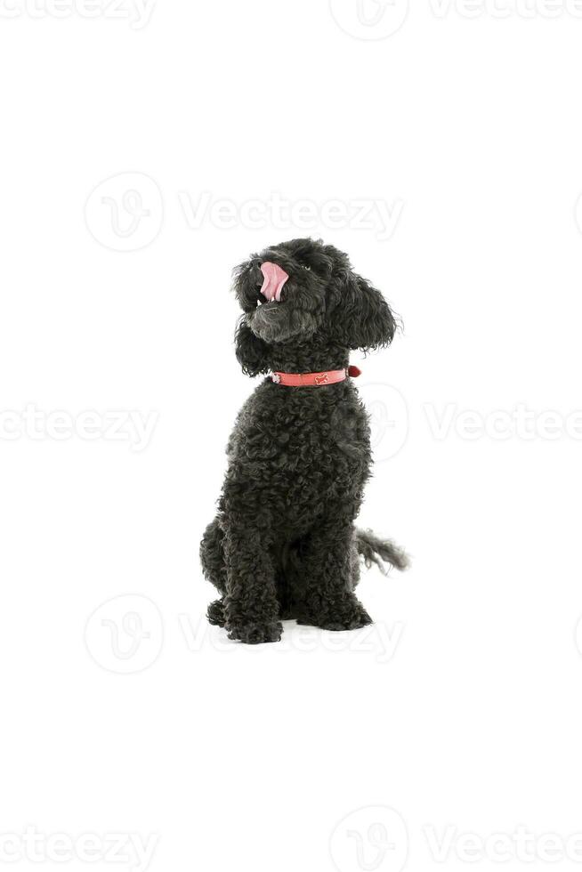 studio tiro di un adorabile lagotto foto