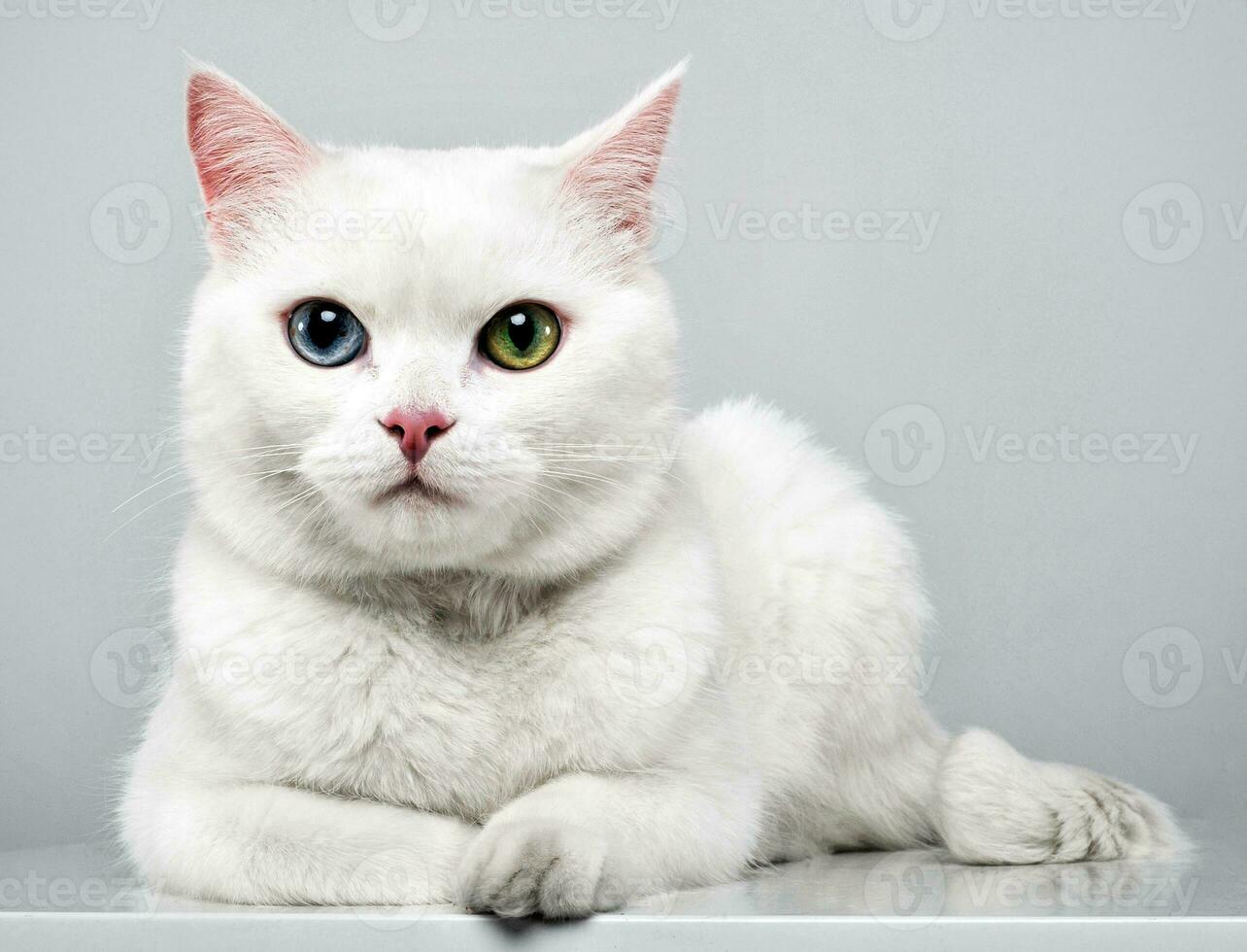 bellissimo gatto con blu e verde occhi dire bugie nel il studio foto