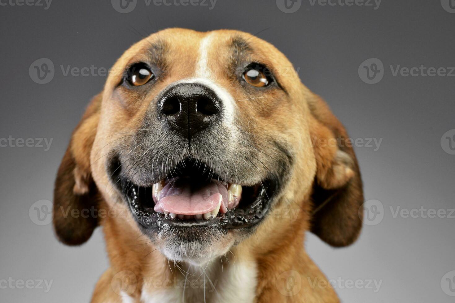 ritratto di un adorabile staffordshire terrier foto