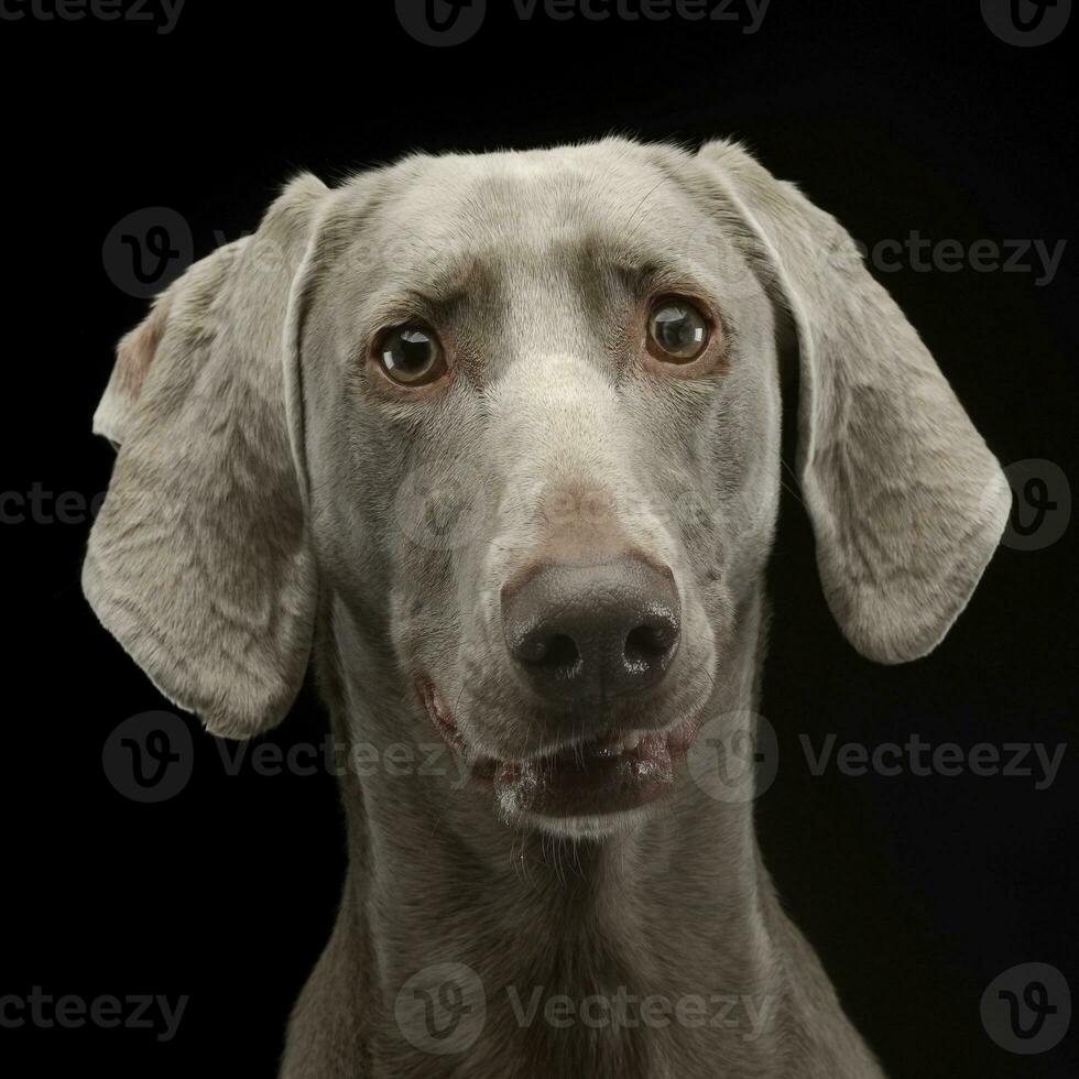 bellissimo weimarener nel il buio foto studio