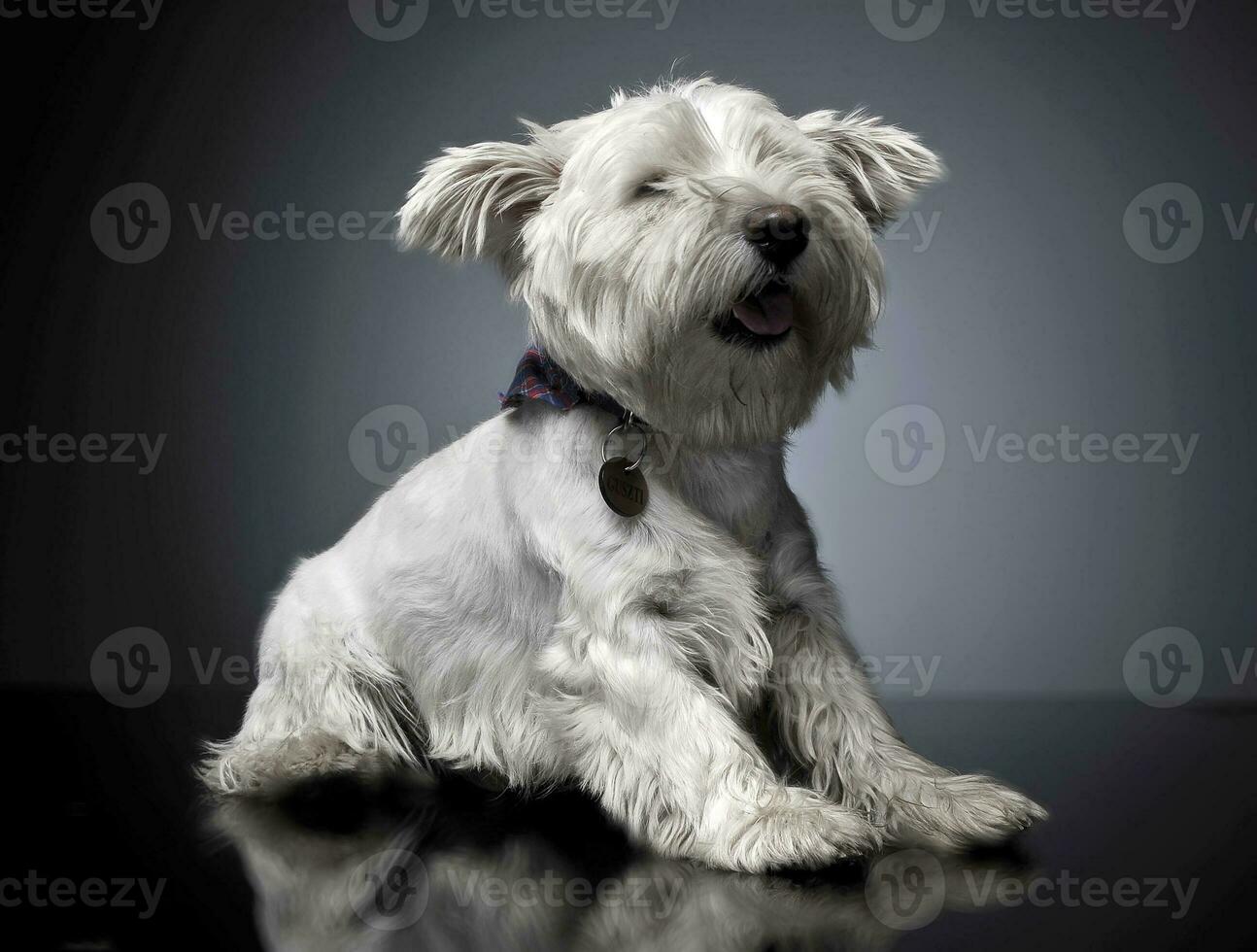 ovest montanaro bianca terrier dire bugie nel un' brillante grigio sfondo foto