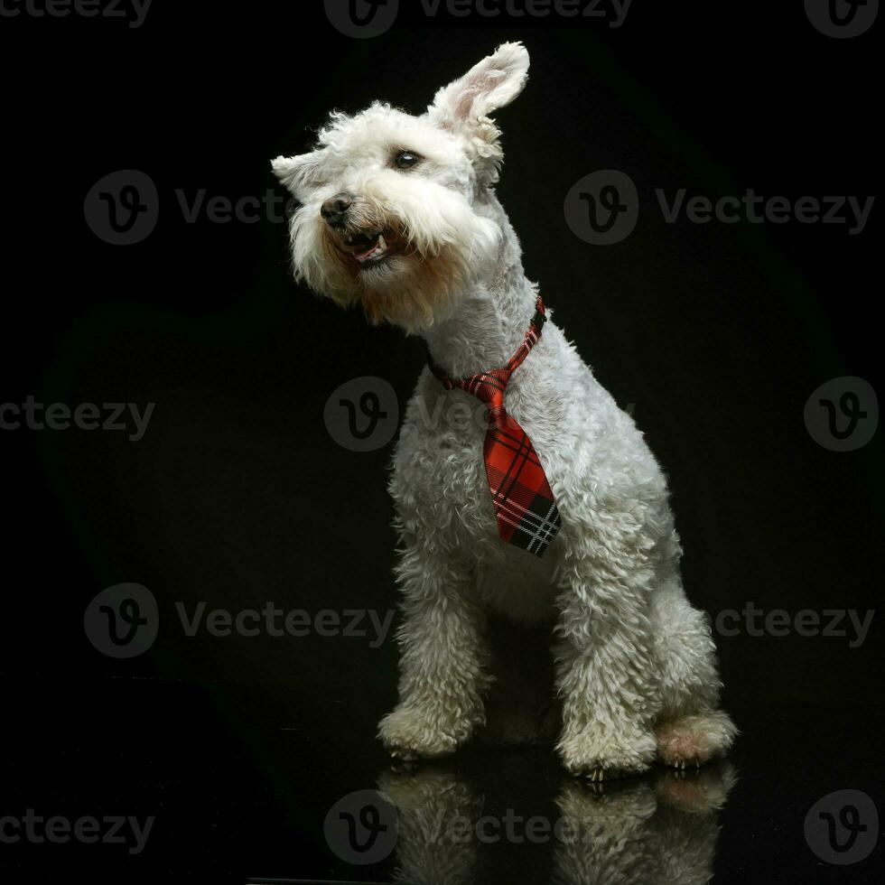 bianca divertente cane nel un' buio studio foto