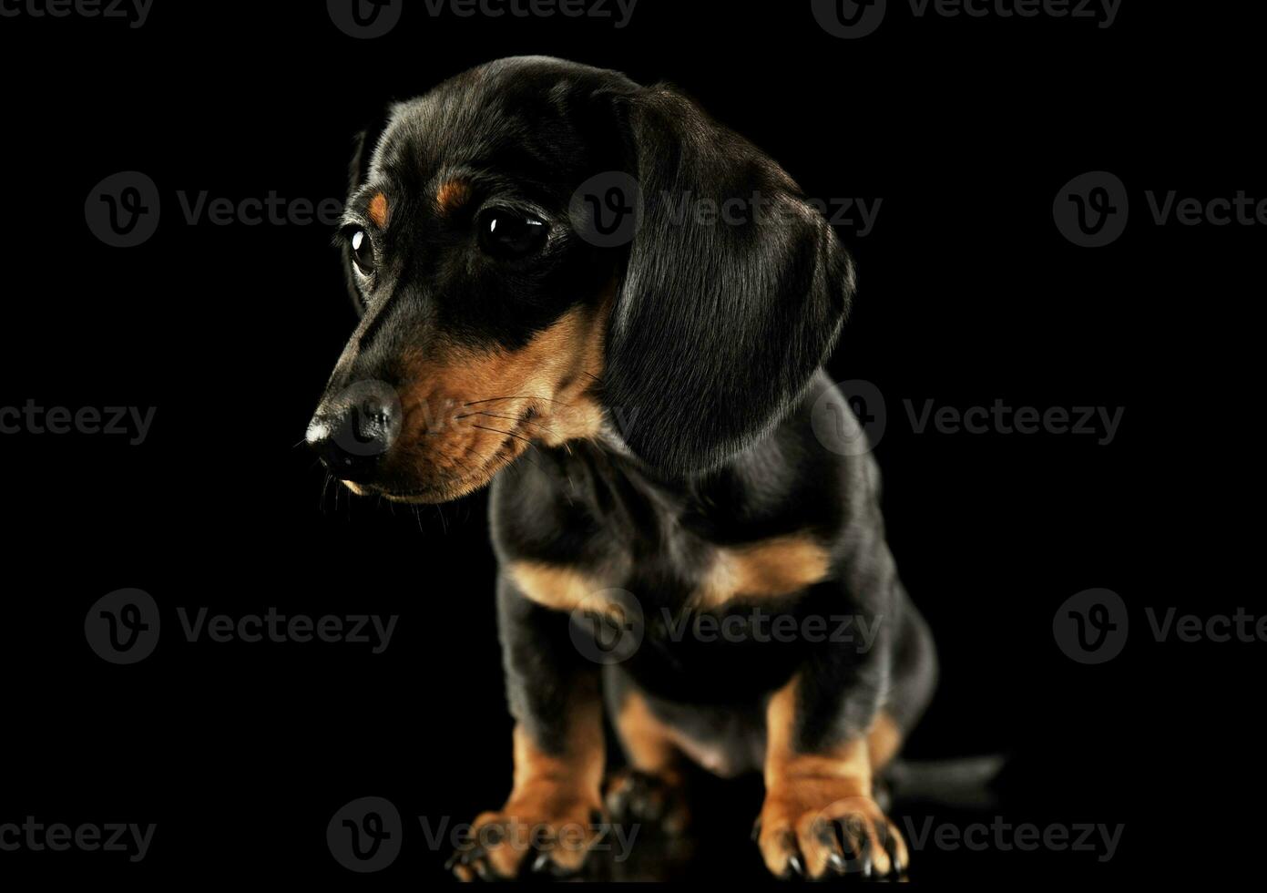 studio tiro di un adorabile bassotto cucciolo foto