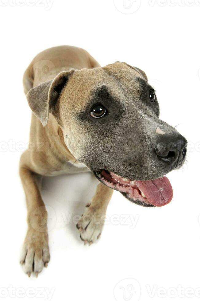 studio tiro di un' bello staffordshire terrier foto