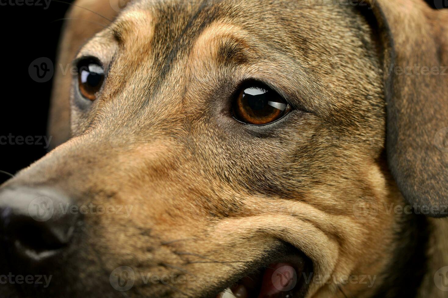 ritratto di un adorabile misto razza cane foto