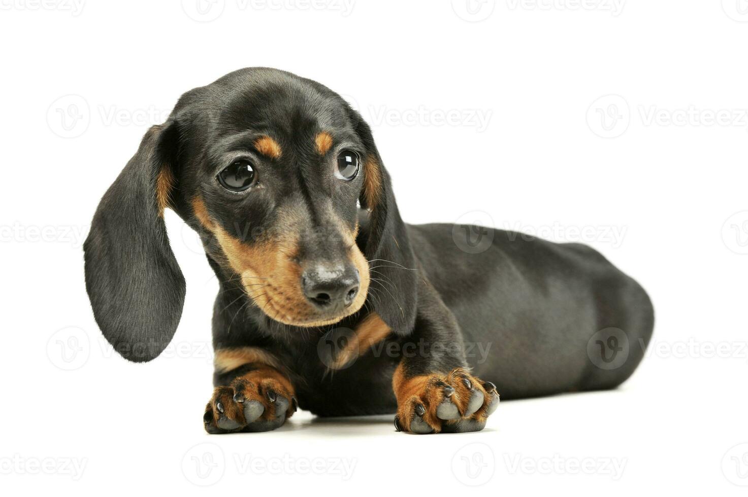 studio tiro di un adorabile bassotto cucciolo foto