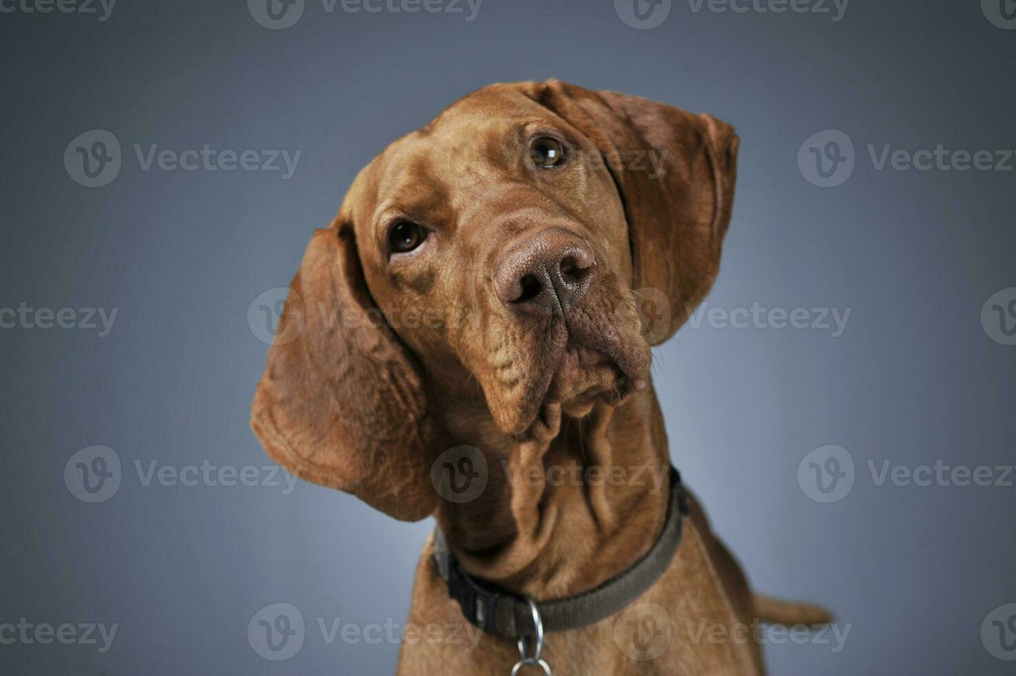 ungherese vizsla ritratto nel buio sfondo foto