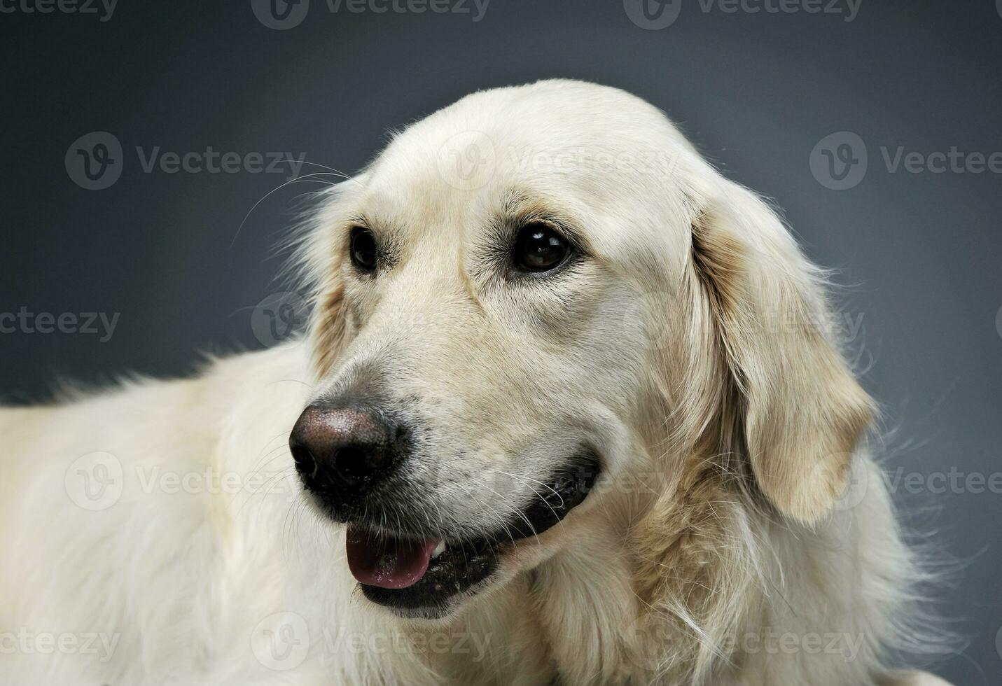 ritratto di un adorabile d'oro cane da riporto guardare soddisfatto - isolato su grigio sfondo foto