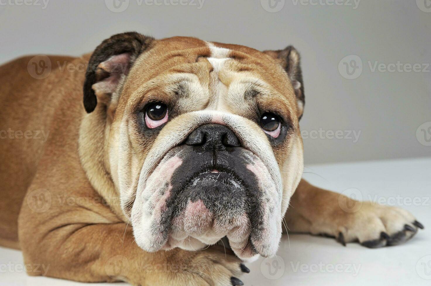bulldog ritratto nel grigio studio foto