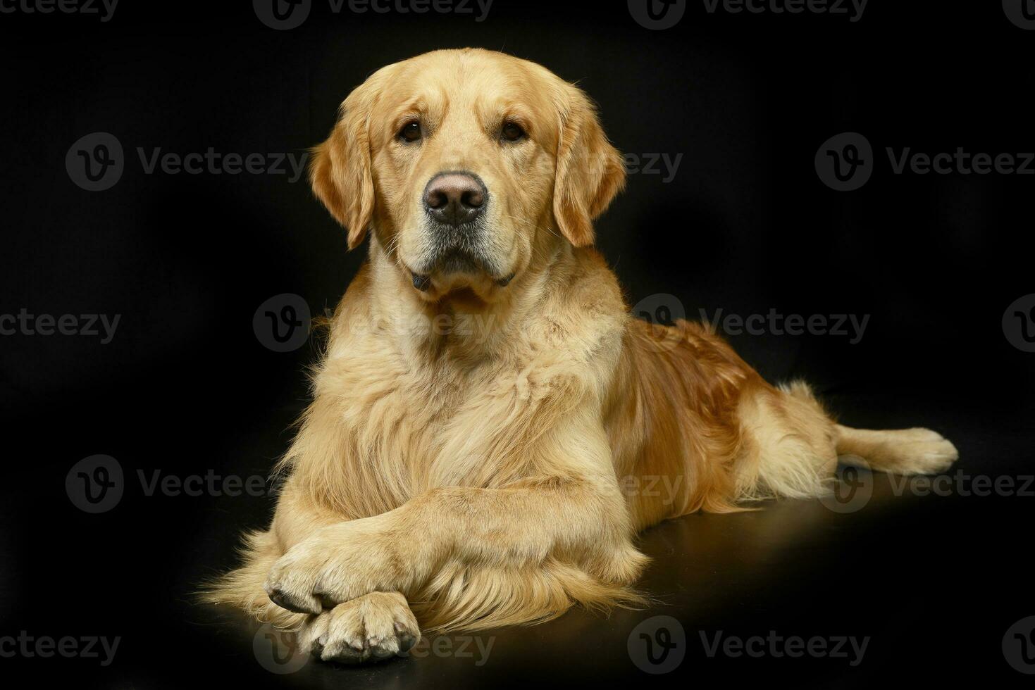 studio tiro di un adorabile d'oro cane da riporto foto