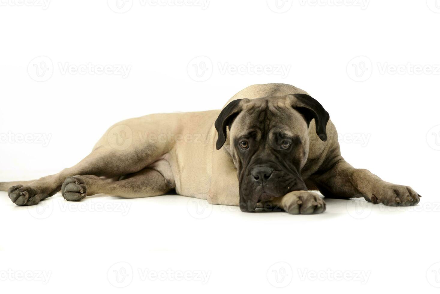 studio tiro di un adorabile Toro mastino foto