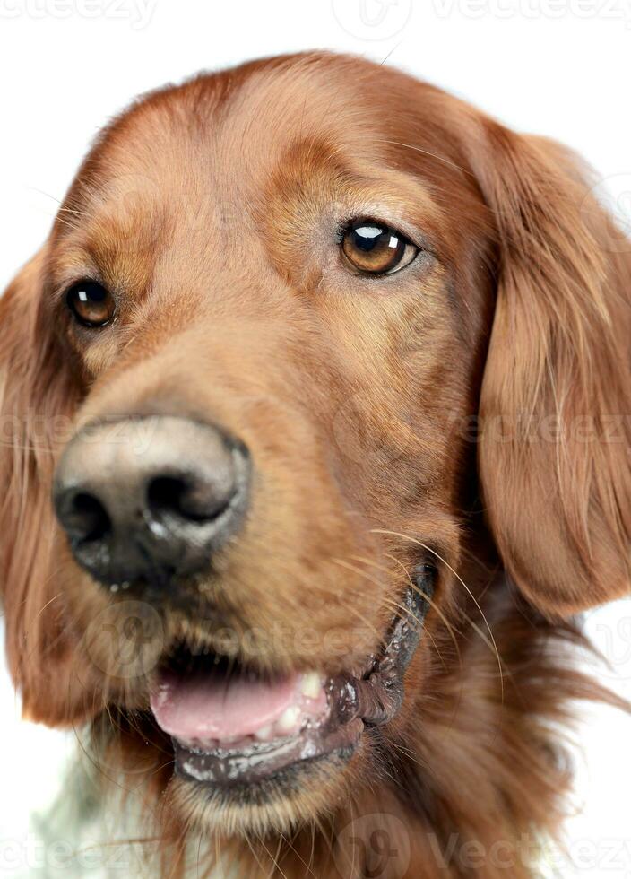 inglese setter ritratto nel un' bianca foto studio