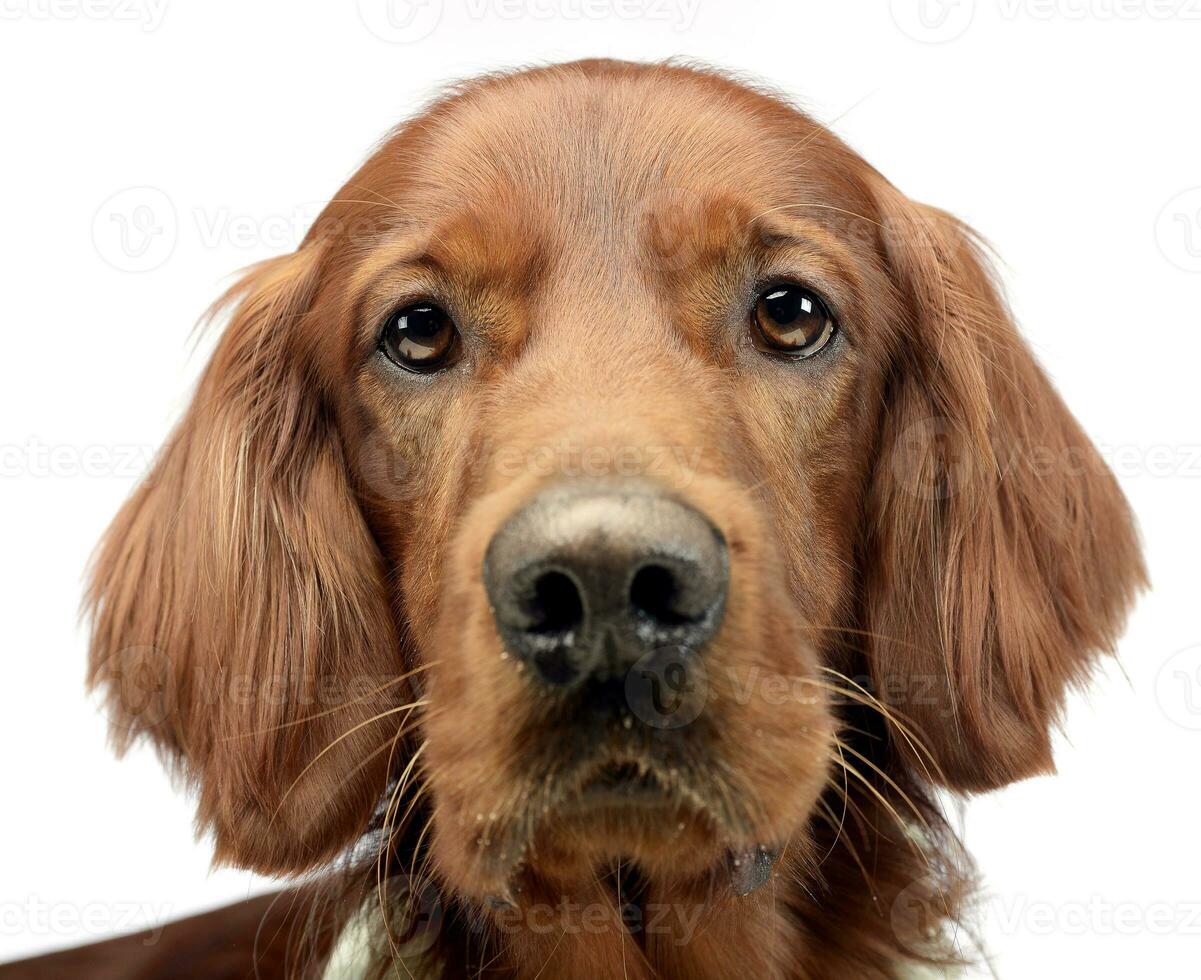 inglese setter ritratto nel un' bianca foto studio