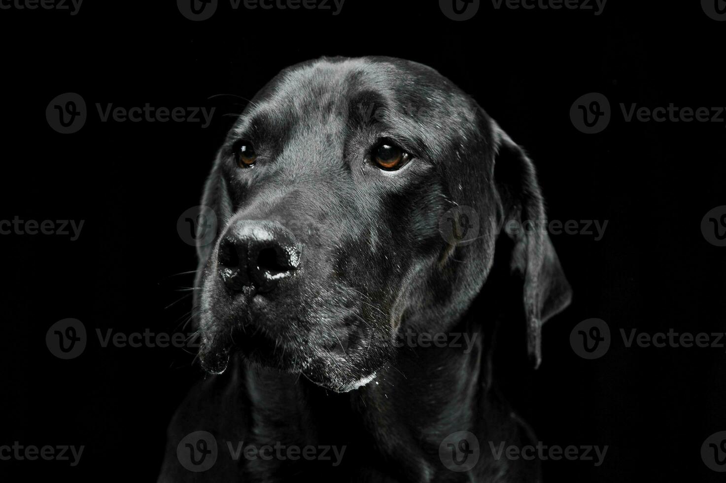 triste nero misto razza cane con bellissimo occhi ritratto nel un' nero studio foto