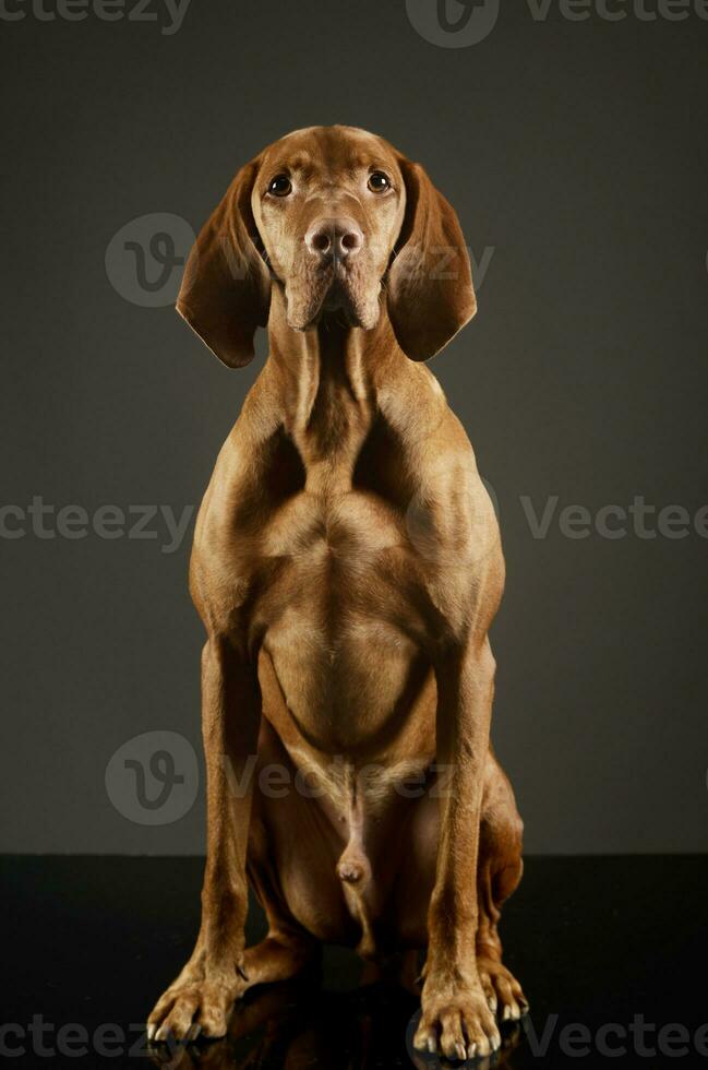 studio tiro di un adorabile magiare vizsla foto