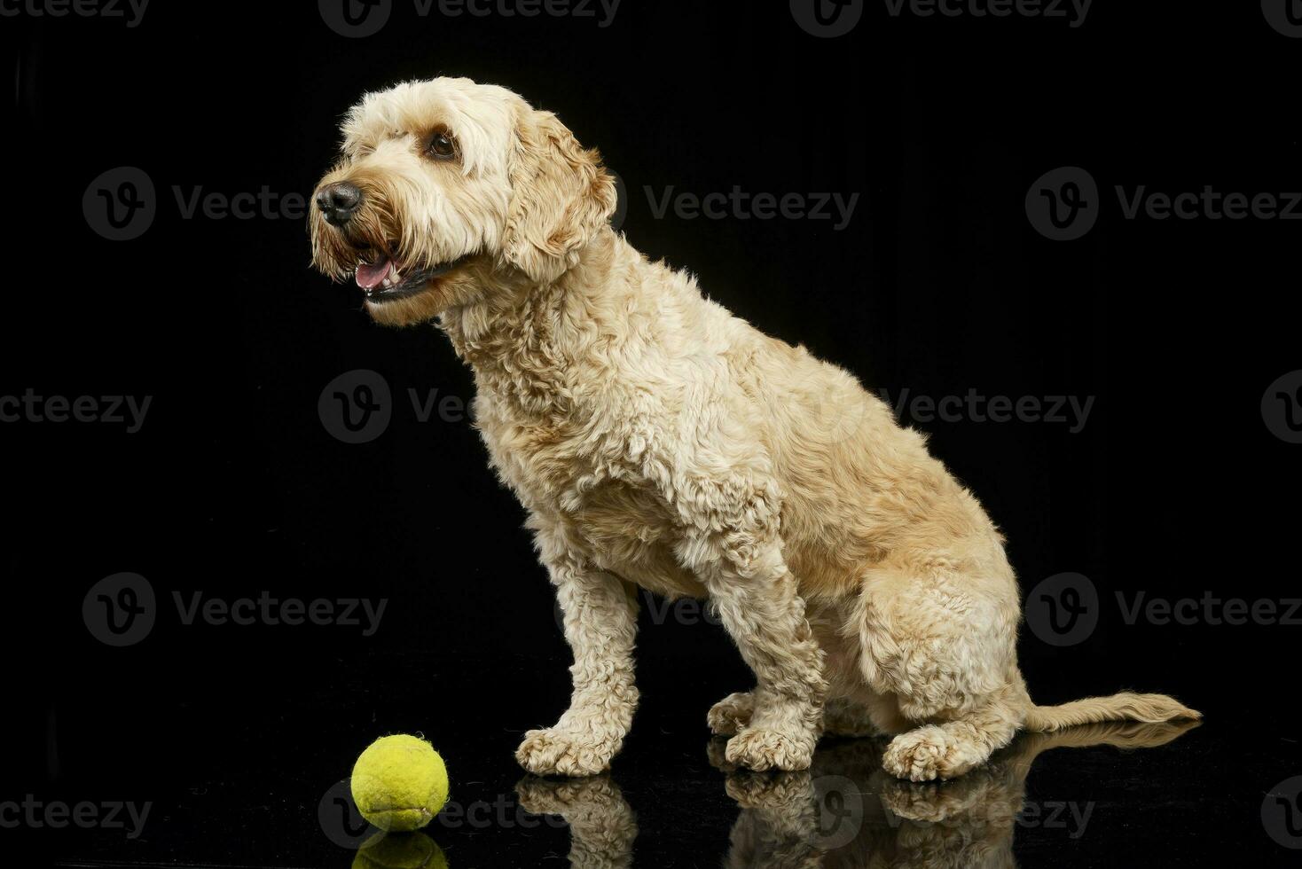 studio tiro di un adorabile bolognese cane foto