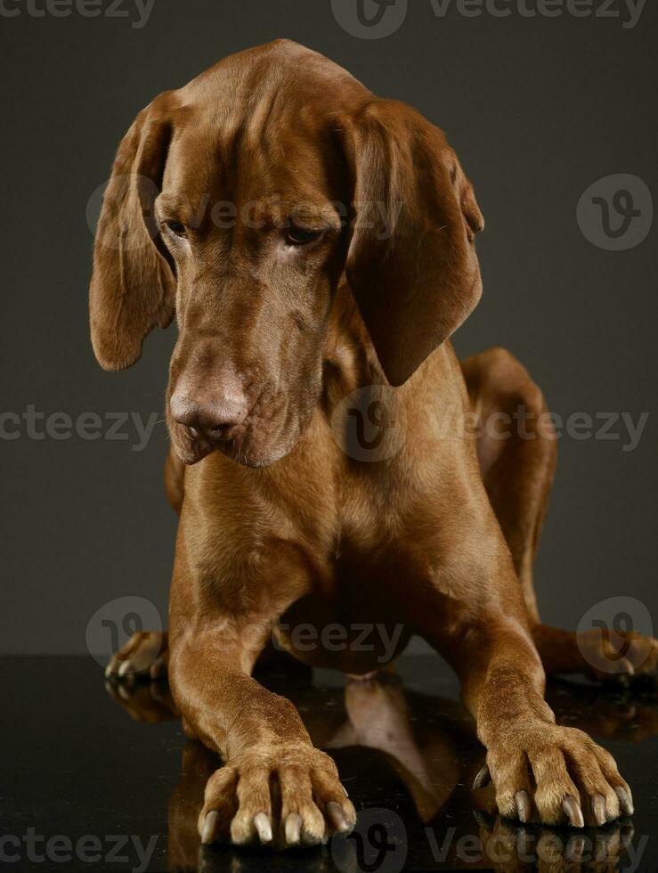 ungherese vizsla guardare giù nel un' buio studio foto