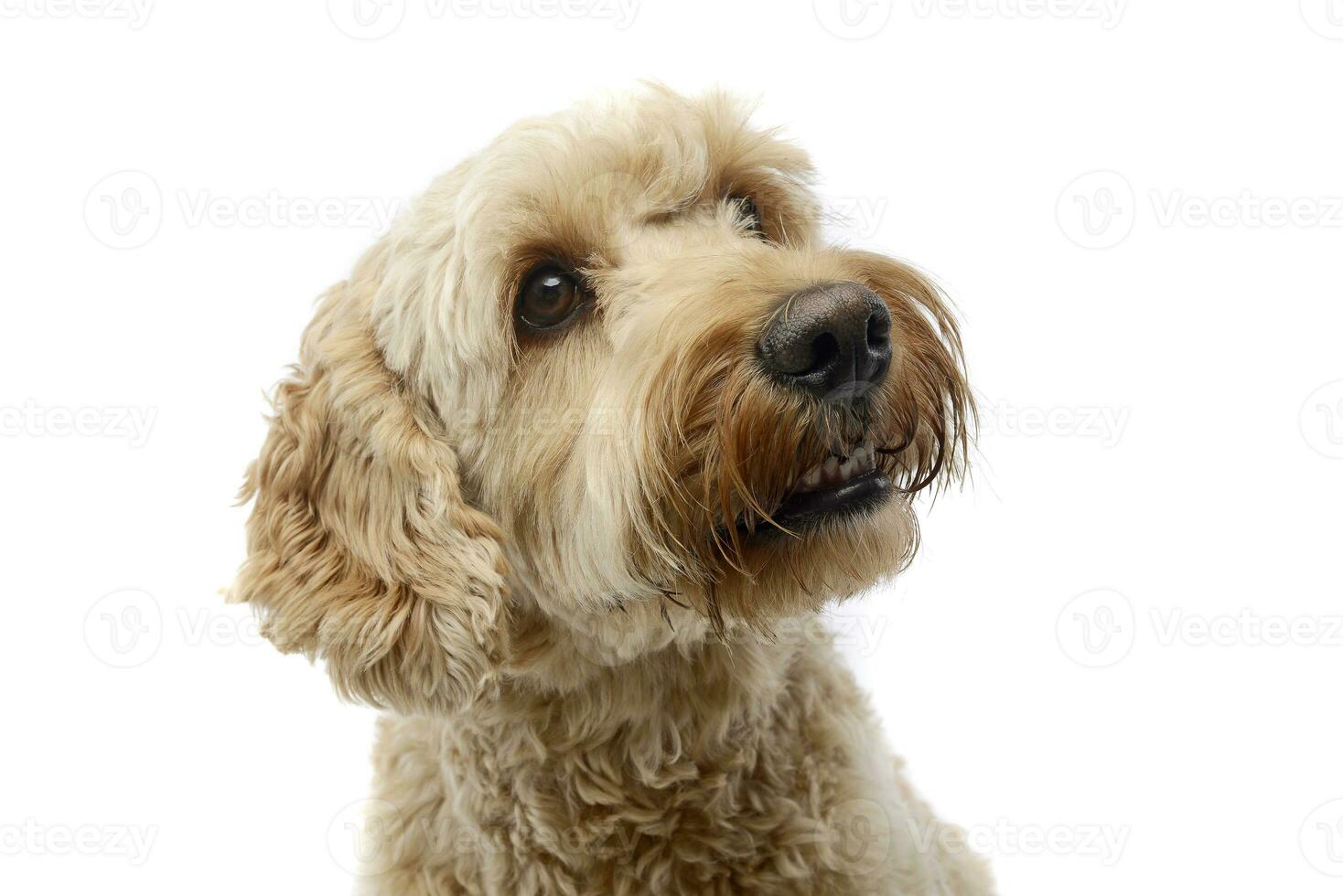 ritratto di un adorabile bolognese cane foto