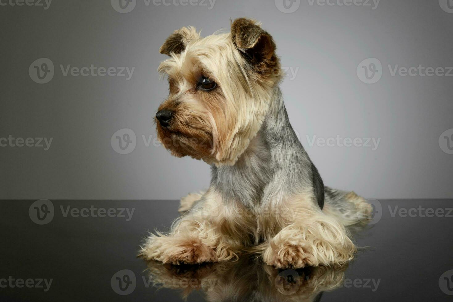 studio tiro di un adorabile yorkshire terrier foto