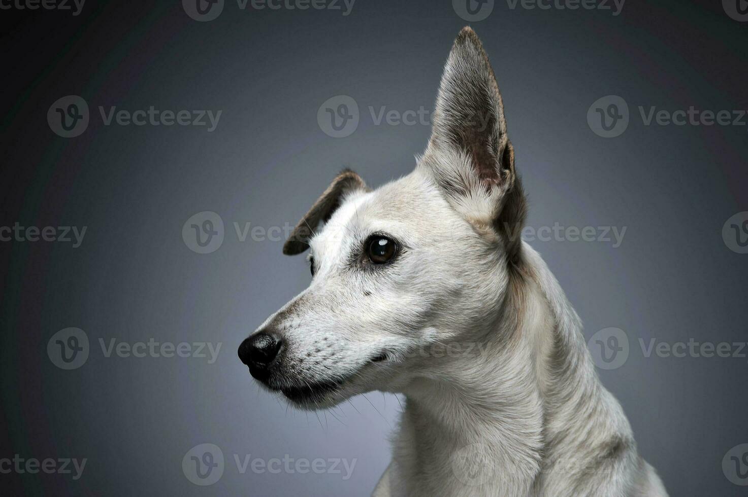 divertente orecchie bianca cane ritratto nel laureato sfondo foto