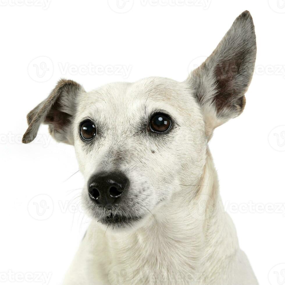 divertente orecchie misto razza cane ritratto nel bianca studio foto