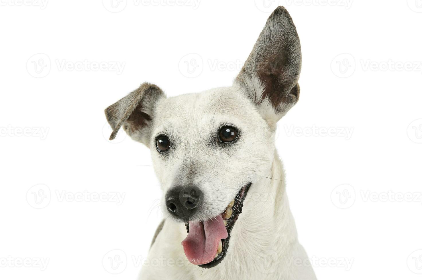 ritratto di un adorabile Jack russell terrier guardare a il telecamera e sembra contento foto