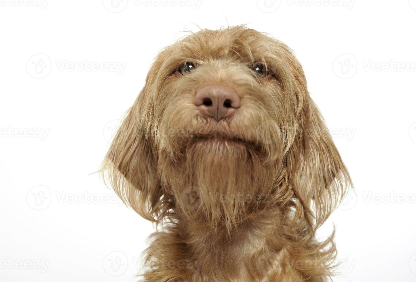 cablata capelli ungherese vizsla ritratto nel un' bianca foto studio