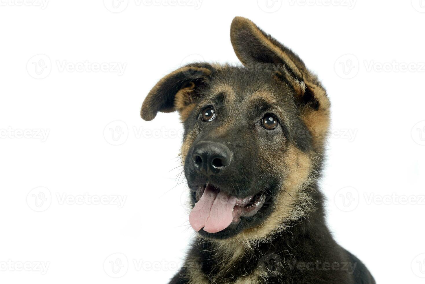 volante orecchie cucciolo Tedesco pastore ritratto nel un' bianca foto studio