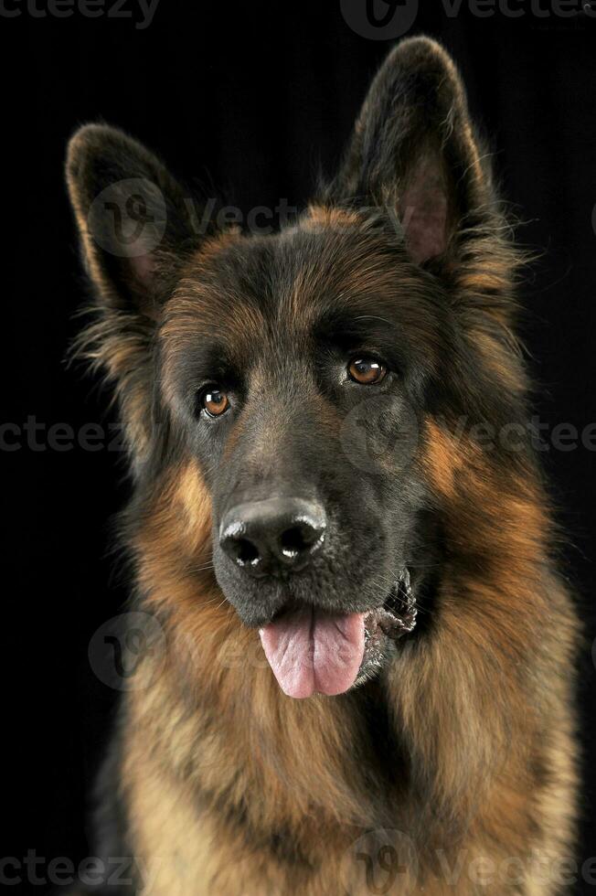 Tedesco pastore cane ritratto nel un' nero studio foto