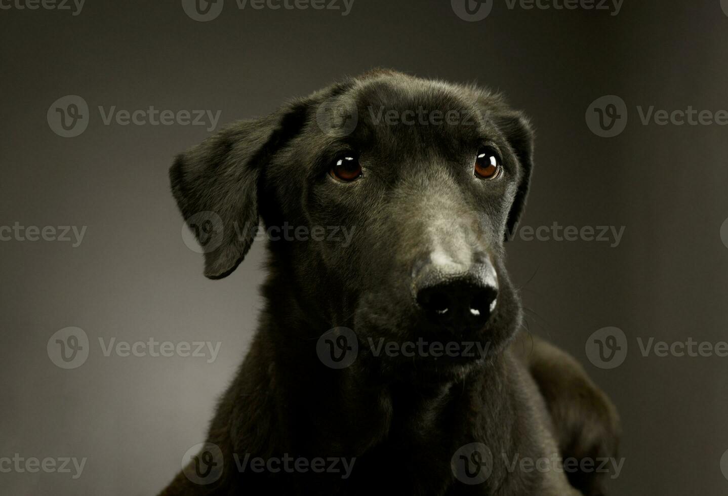 ritratto di un adorabile misto razza cane foto