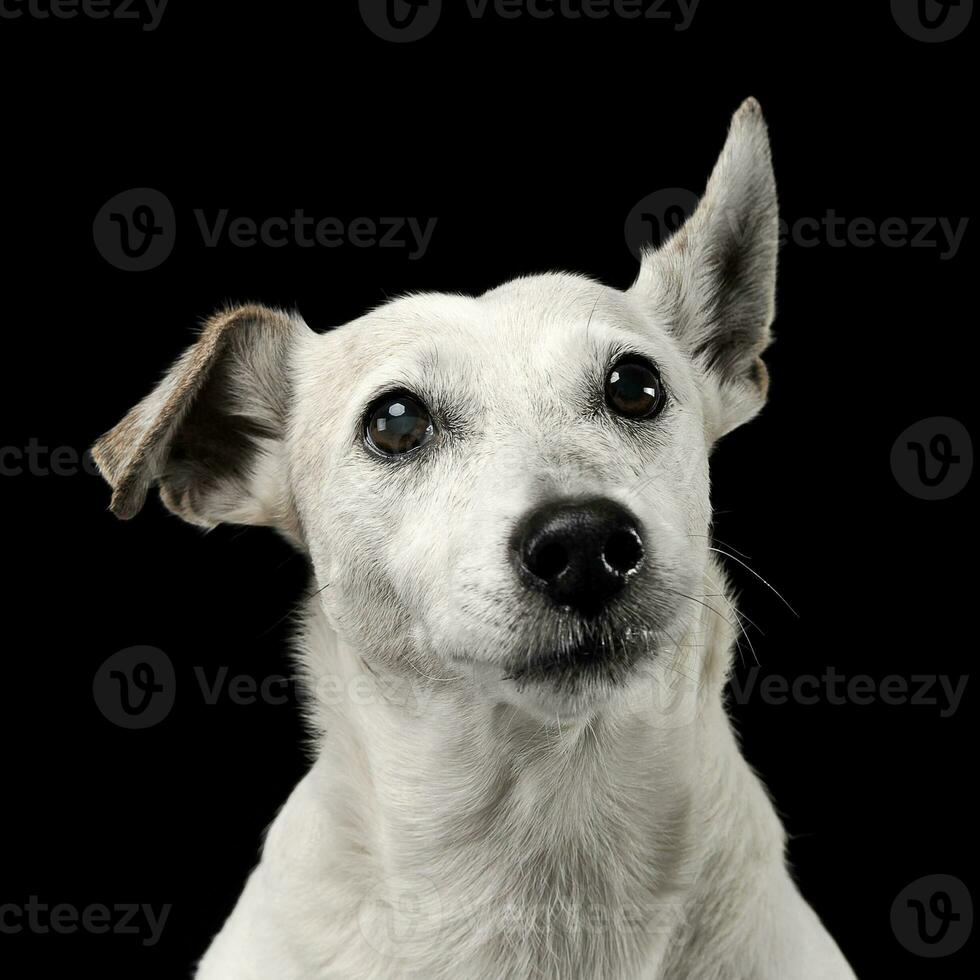 misto razza divertente orecchie cane ritratto nel un' buio foto studio