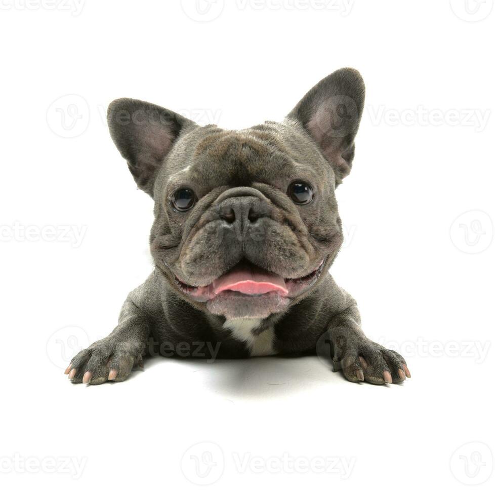 largo angolo tiro di un adorabile francese bulldog foto