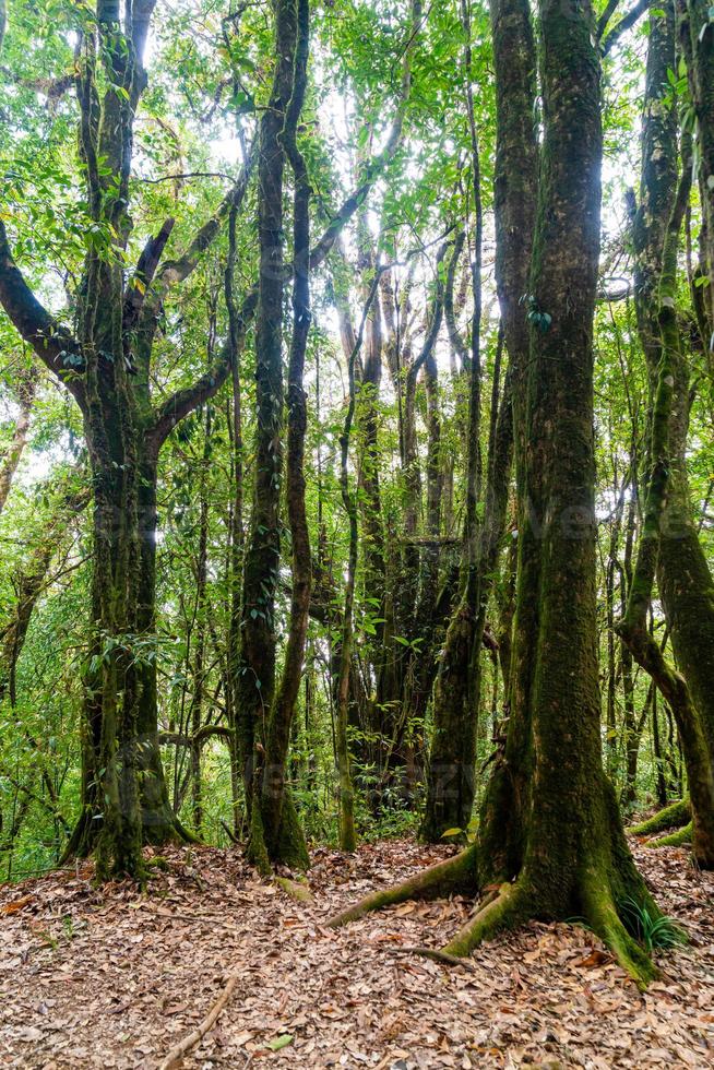 alberi della foresta. natura verde legno luce del sole e cielo foto