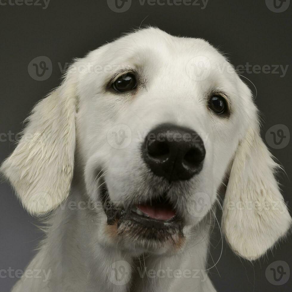 ritratto di un adorabile d'oro cane da riporto foto