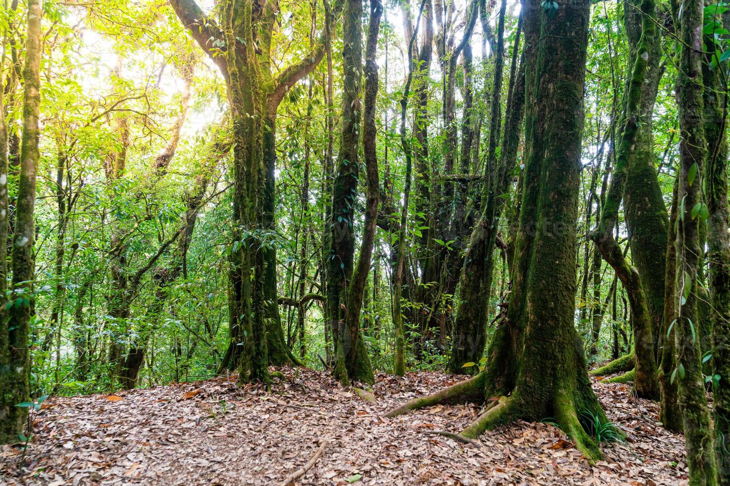 alberi della foresta. natura verde legno luce del sole e cielo foto