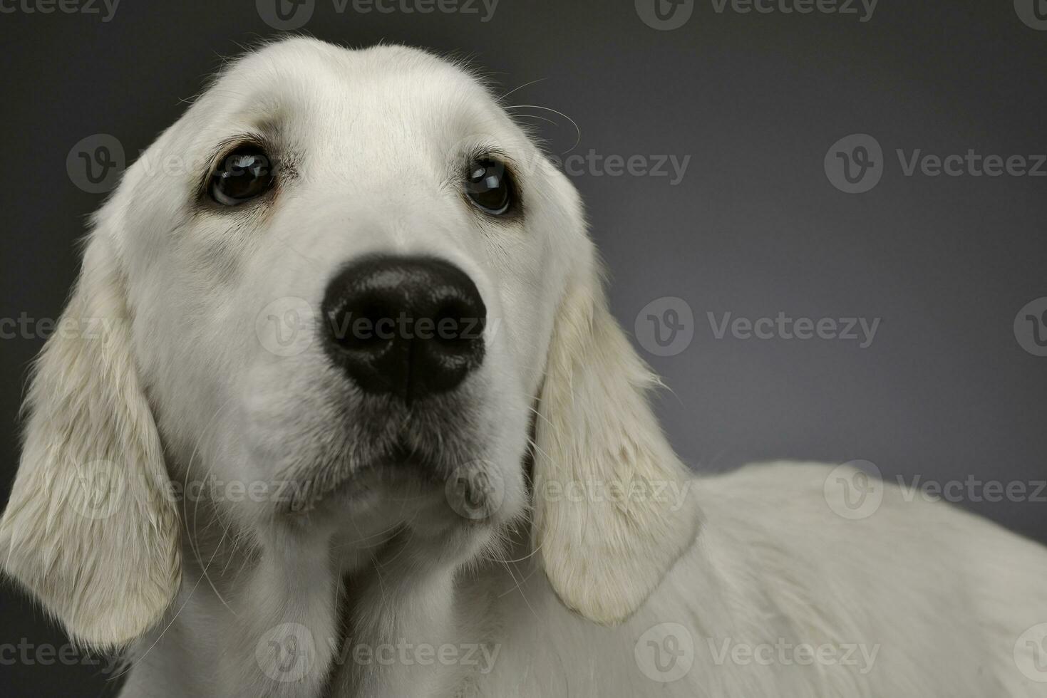 ritratto di un adorabile d'oro cane da riporto foto