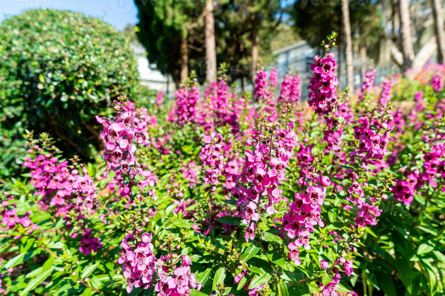 bella decorazione floreale nel giardino di casa foto