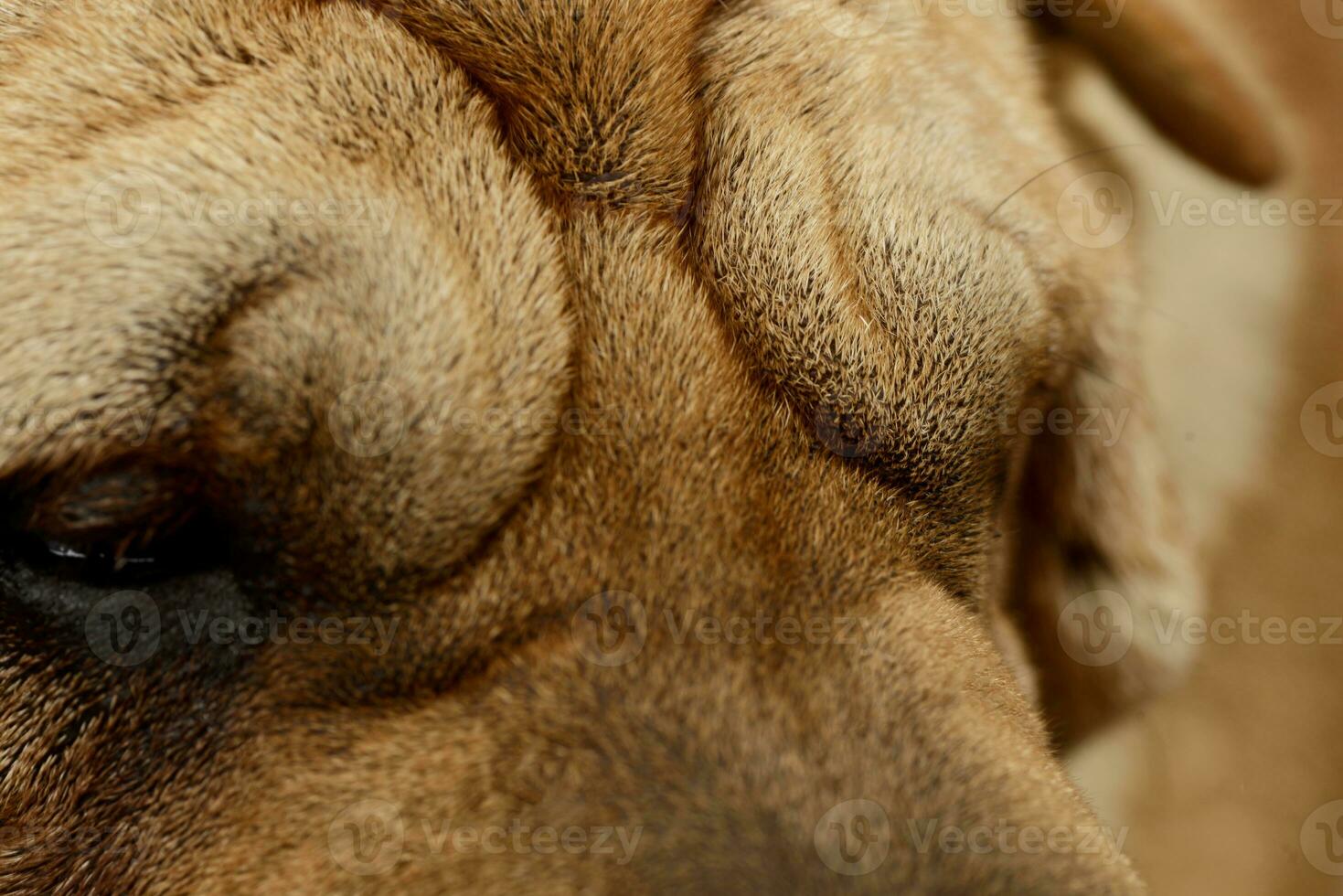 avvicinamento di un adorabile shar pei foto