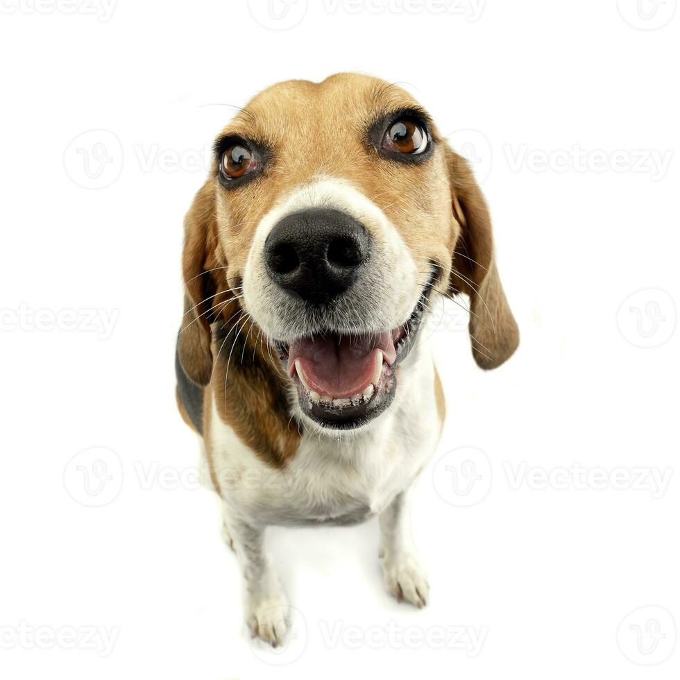 largo angolo tiro di un adorabile beagle foto
