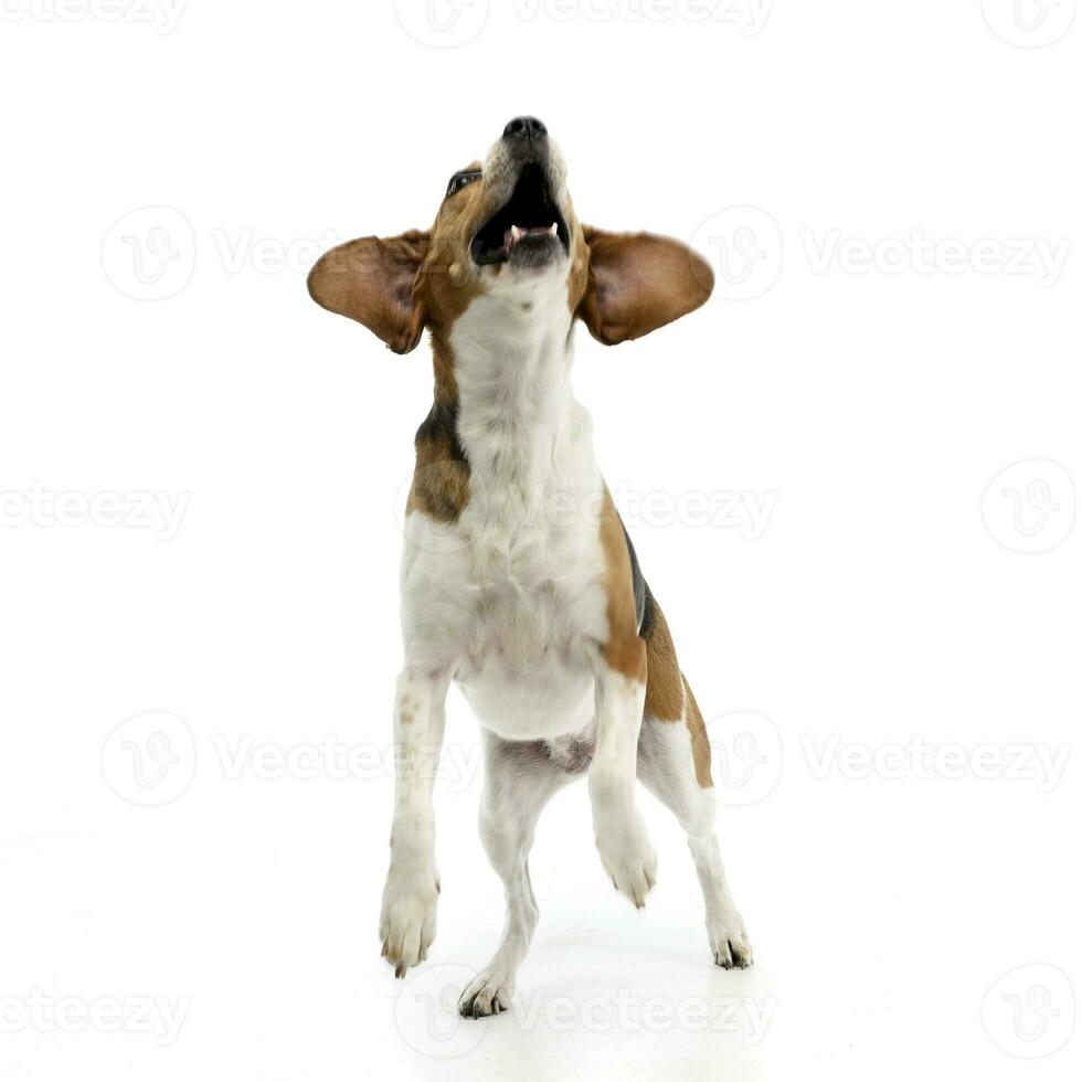 un adorabile beagle in piedi su Due gambe e urlando foto